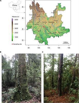 Ecological Drivers of the Soil Microbial Diversity and Composition in Primary Old-Growth Forest and Secondary Woodland in a Subtropical Evergreen Broad-Leaved Forest Biome in the Ailao Mountains, China